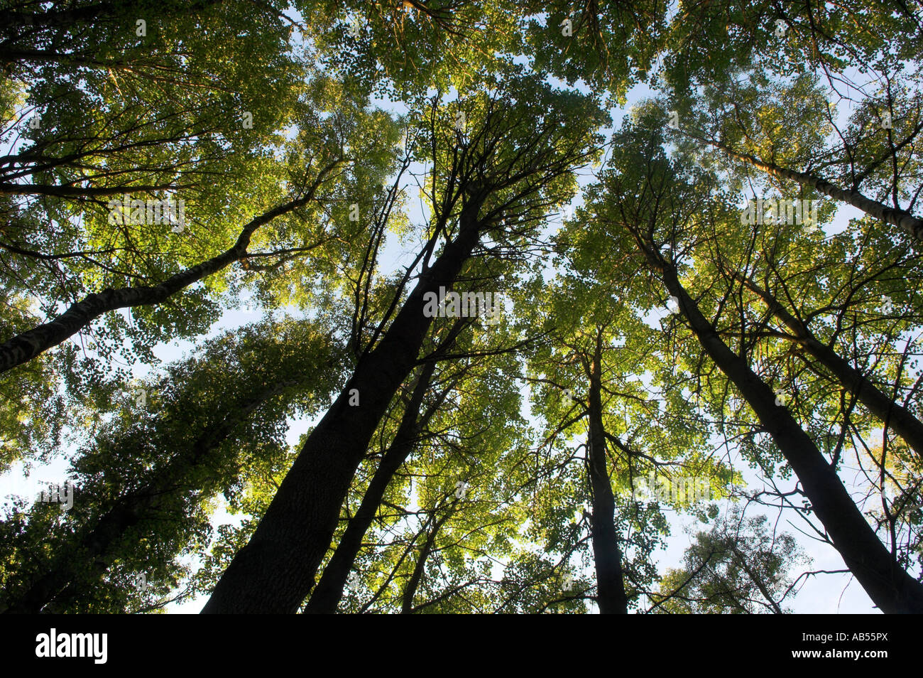 Top Or Tree Tops trees woodland green forest hi-res stock photography and images ...