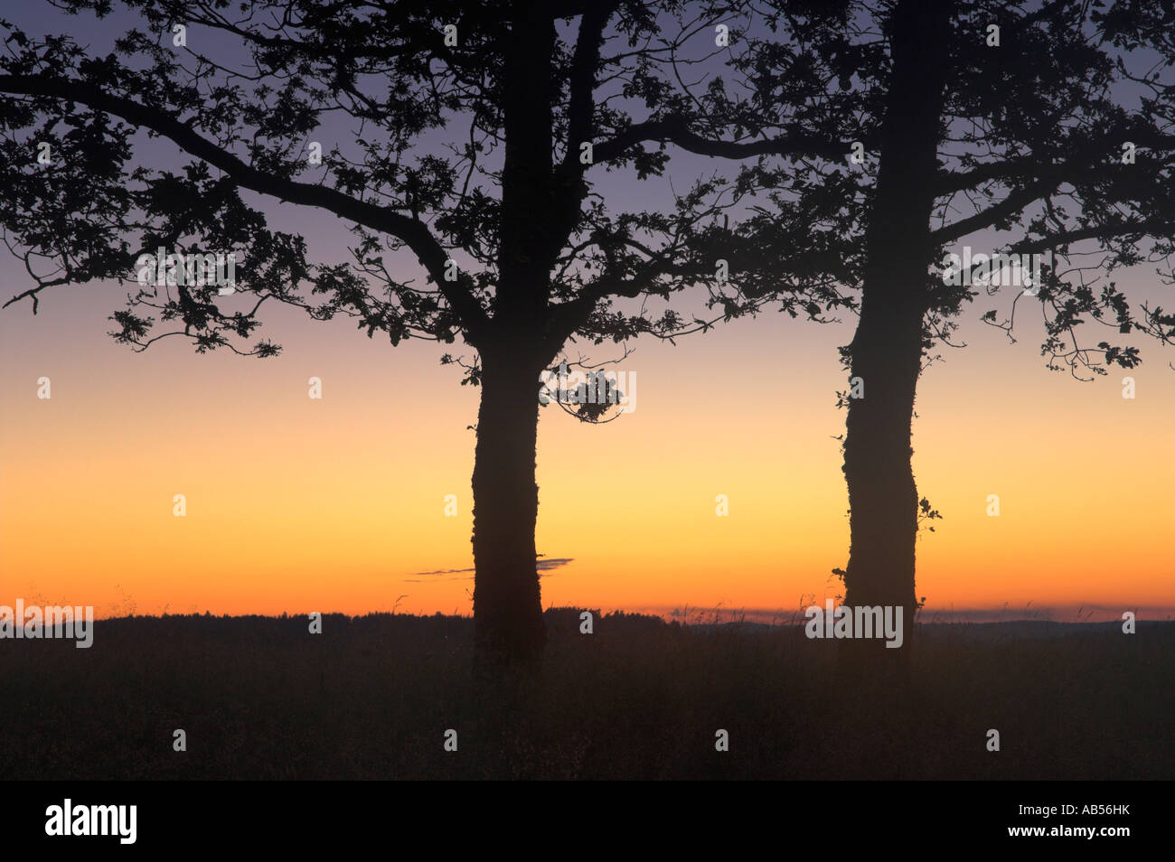 Trees at sunset Stock Photo - Alamy