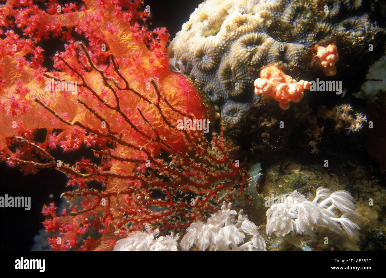 gorgonian sea fan and hard coral coral reef red sea Stock Photo