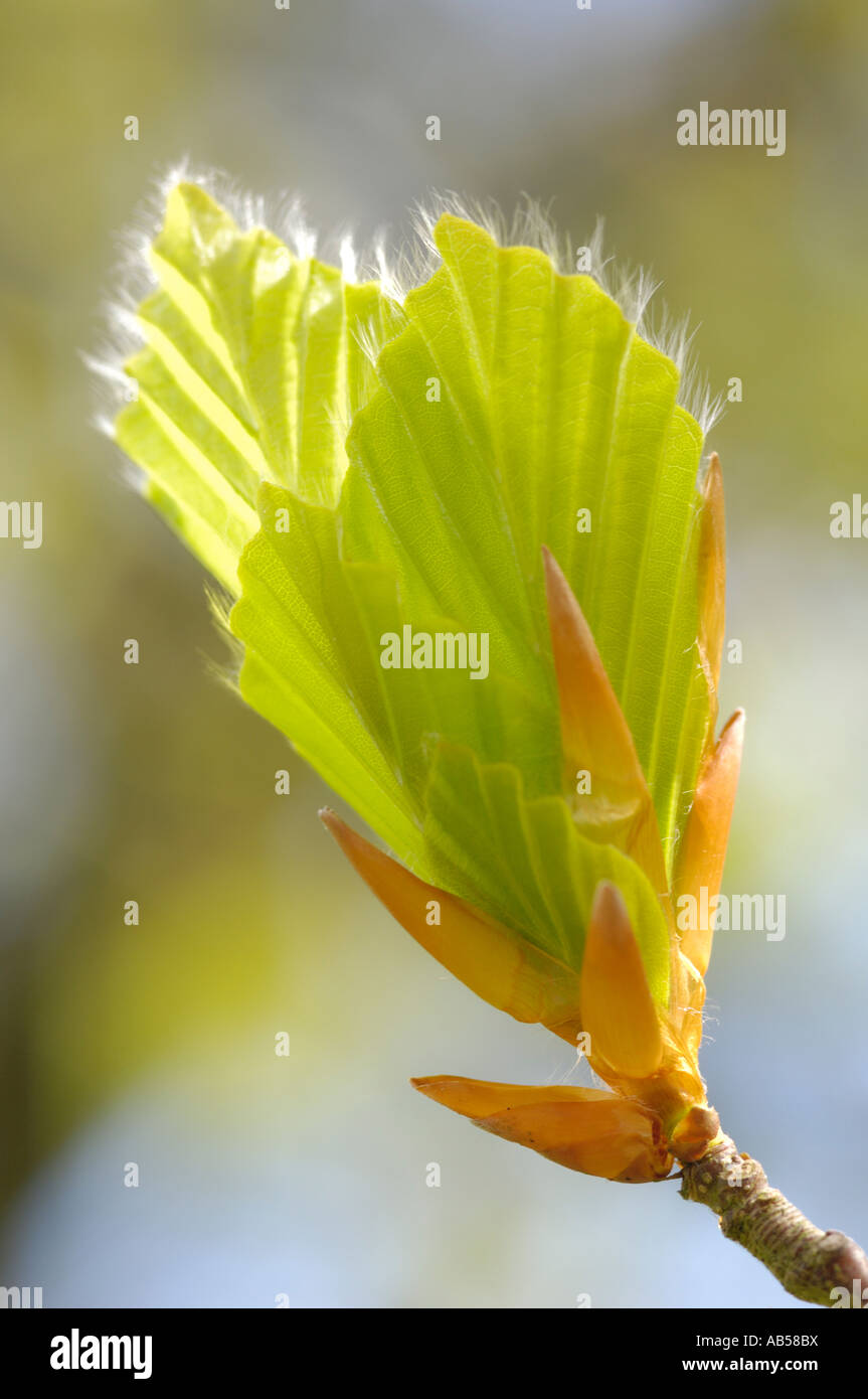 Beech, fagus sylvatica, young fresh leaves in spring, Scotland Stock Photo