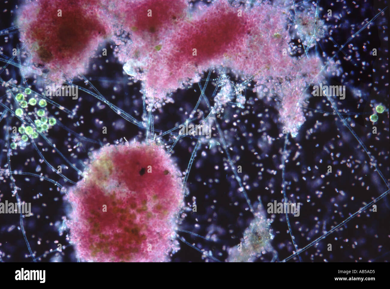 Purple Sulphur Bacteria Chromatium Living Nomarski DIC Flash Stock Photo Alamy