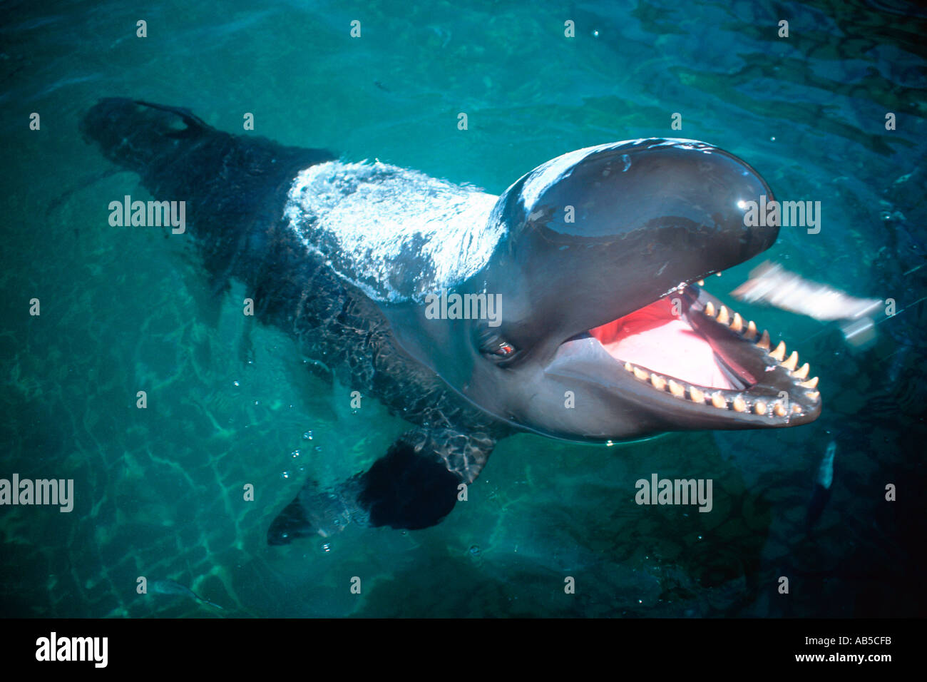 False killer whale with special sunscreen being fed Pseudorca crassidens Oahu Hawaii USA North Pacific Stock Photo