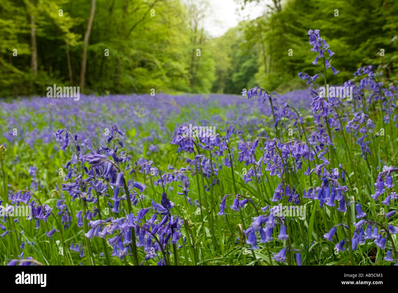 Bluebell woods Stock Photo