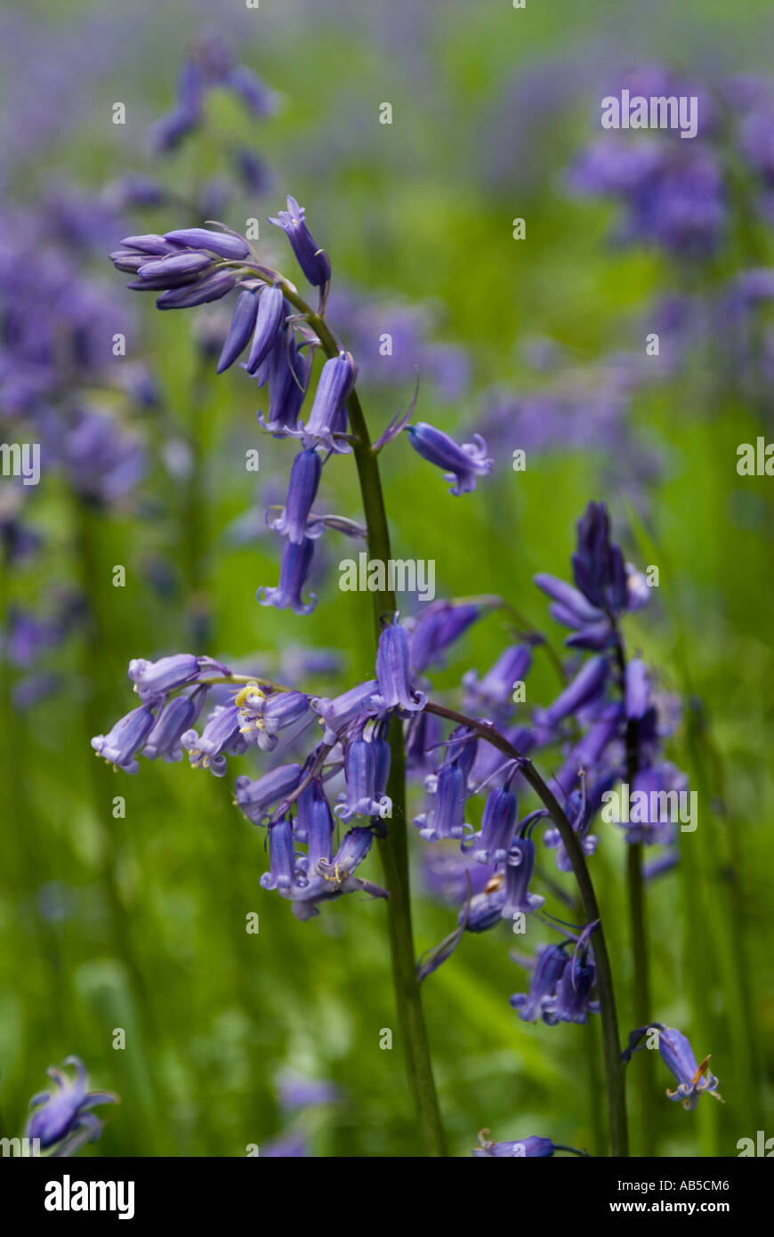 Close up of Bluebells Stock Photo