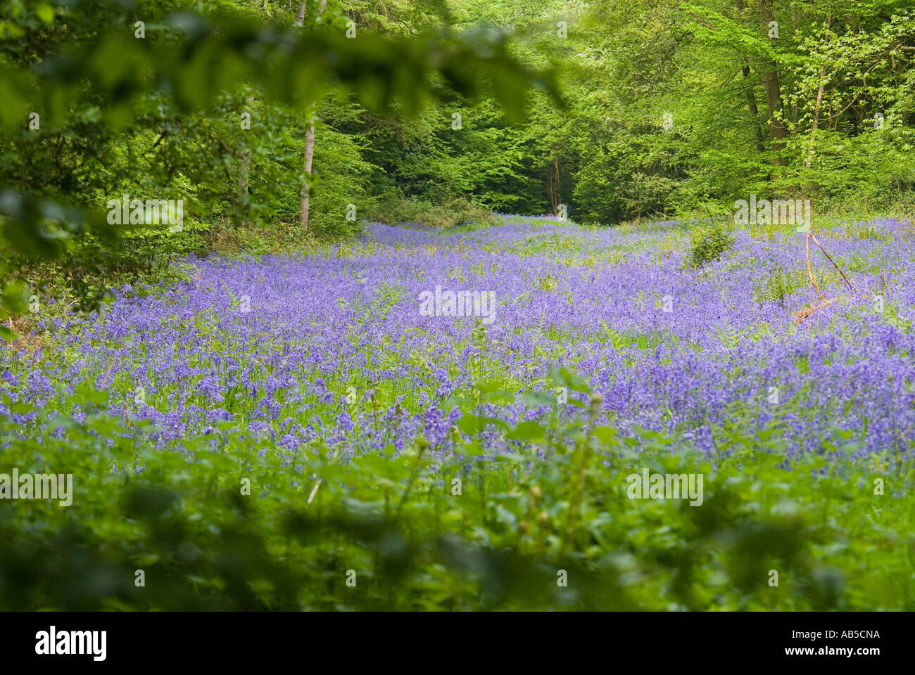 Bluebell woods Stock Photo