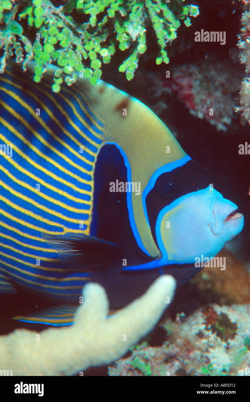 Emperor angelfish portrait Pomacanthus imperator Rongelap Marshall Islands N Pacific  Stock Photo