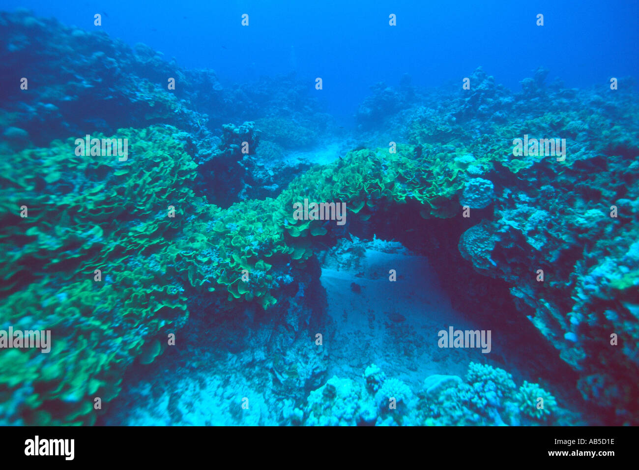 Underwater landscape and lettuce coral Turbinaria sp Rongelap M Stock Photo