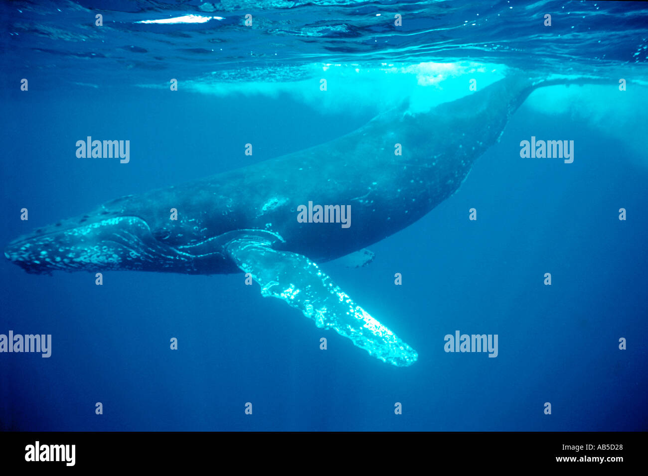 Humpback whale free dive hi-res stock photography and images - Alamy