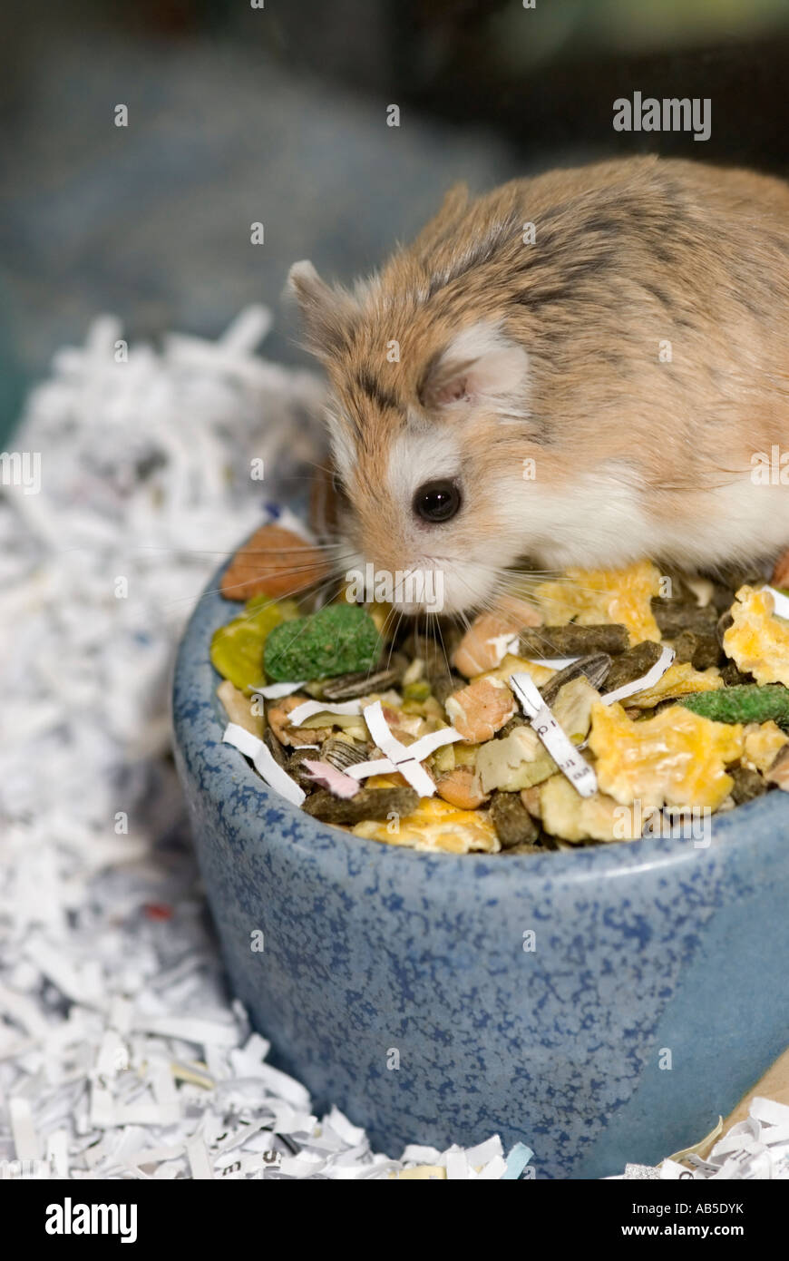 dwarf hamster pet Stock Photo Alamy