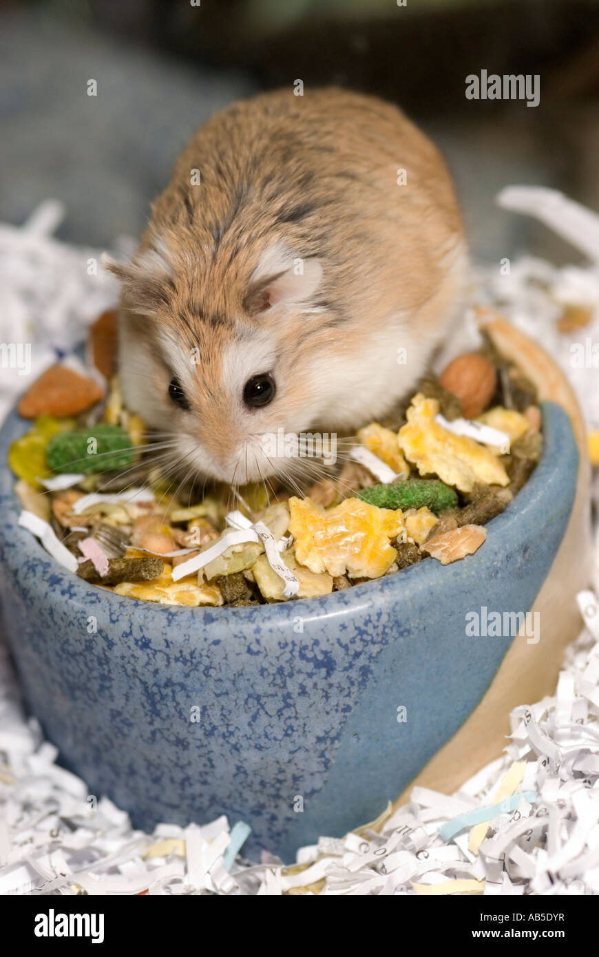 dwarf hamster pet in a warm cage Stock Photo Alamy