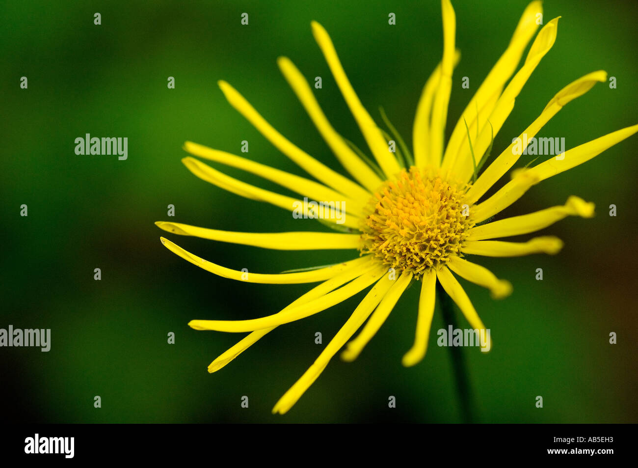 Flower with narrow leaves hi-res stock photography and images - Alamy