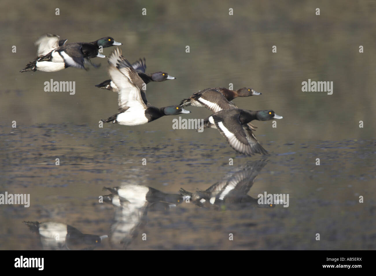 Flock of Tufted Ducks in Flight Stock Photo