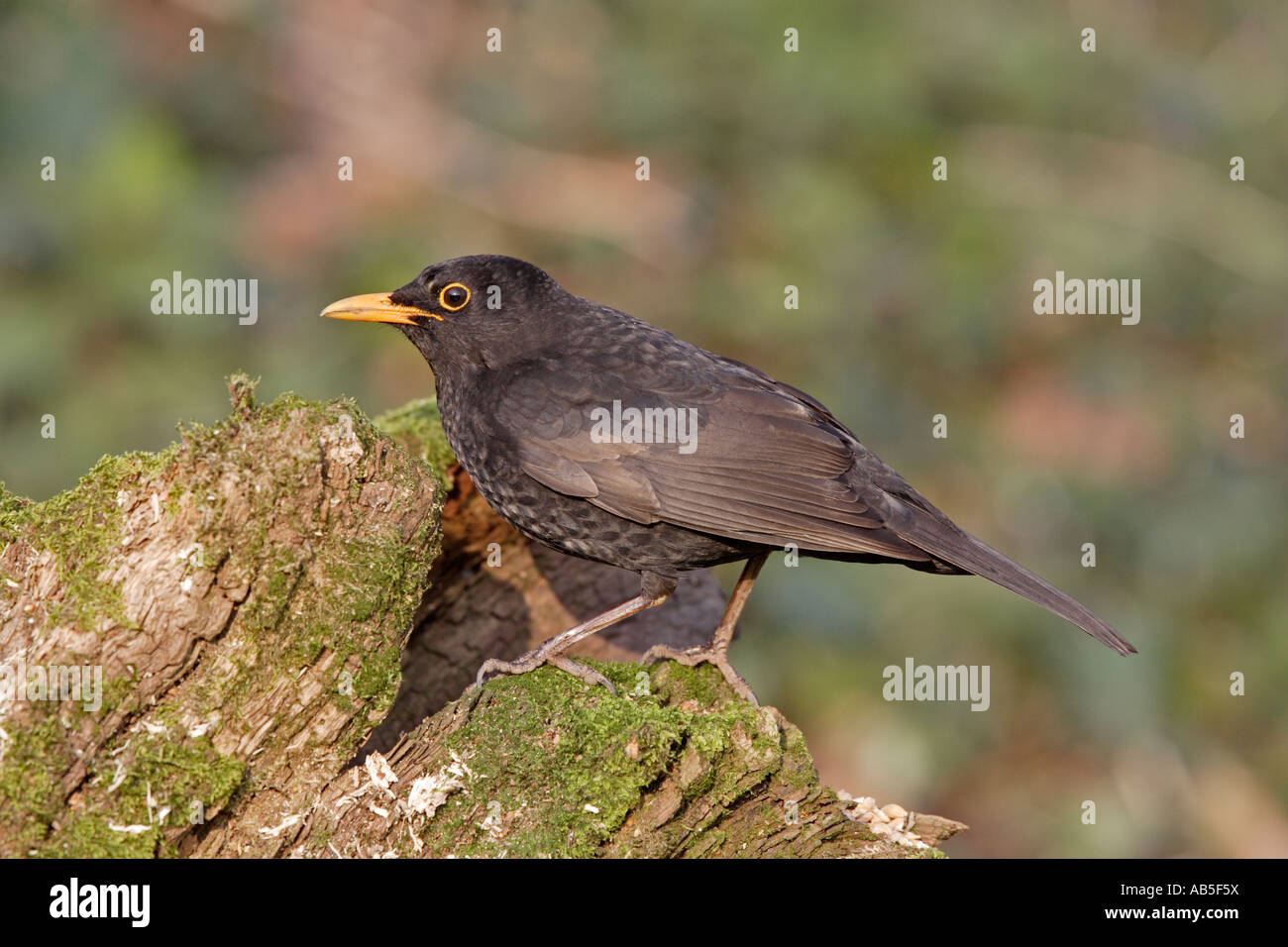 Male Blackbird Stock Photo