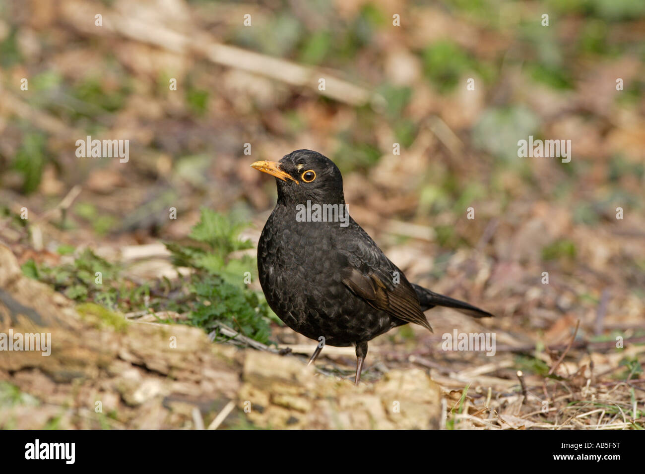 Male Blackbird Stock Photo