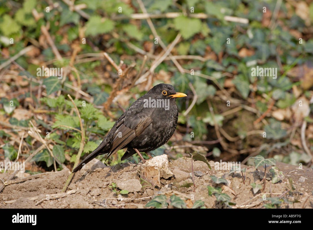 Male Blackbird Stock Photo