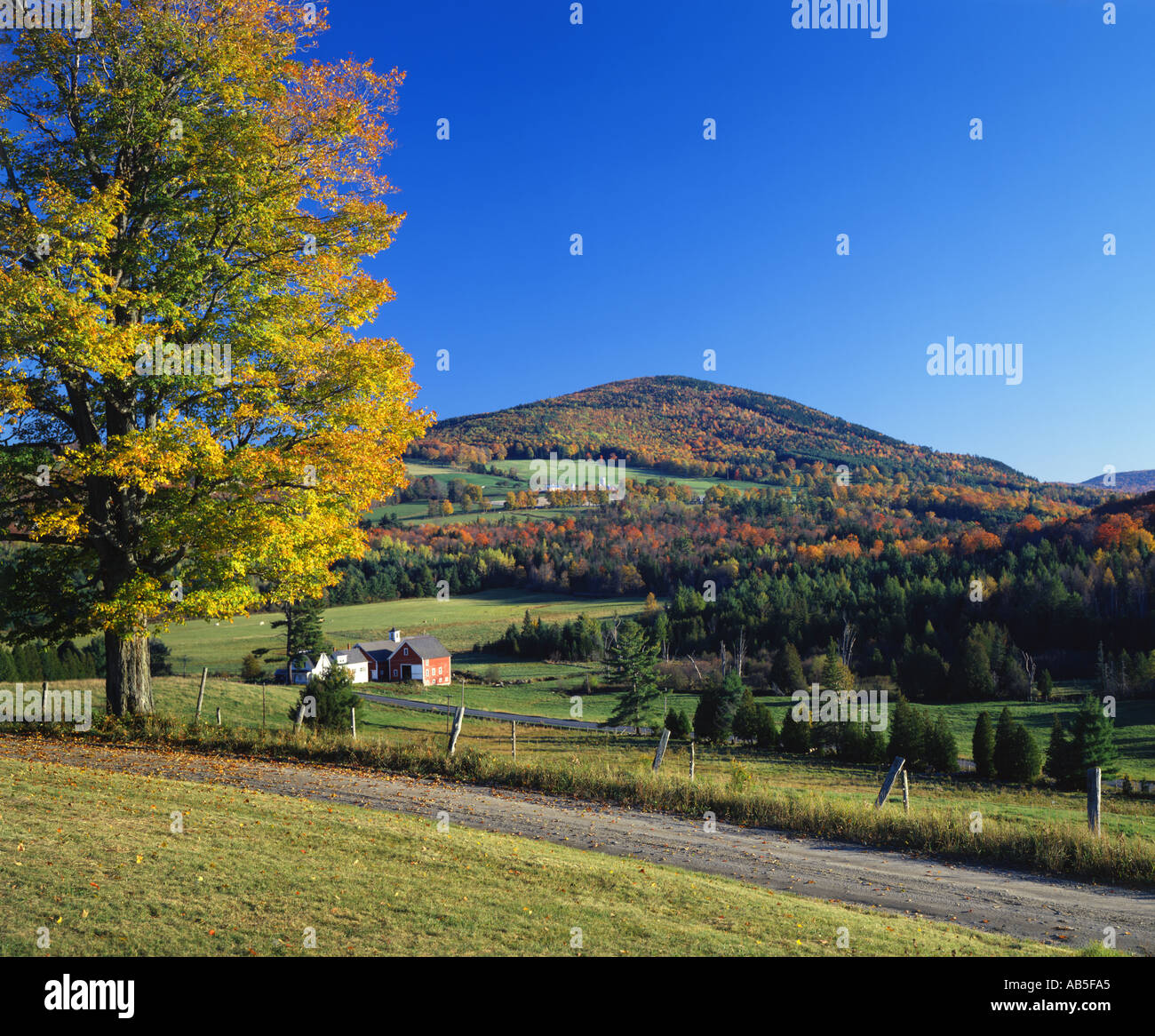 dairy farm near Vermont USA during Fall foliage season Stock