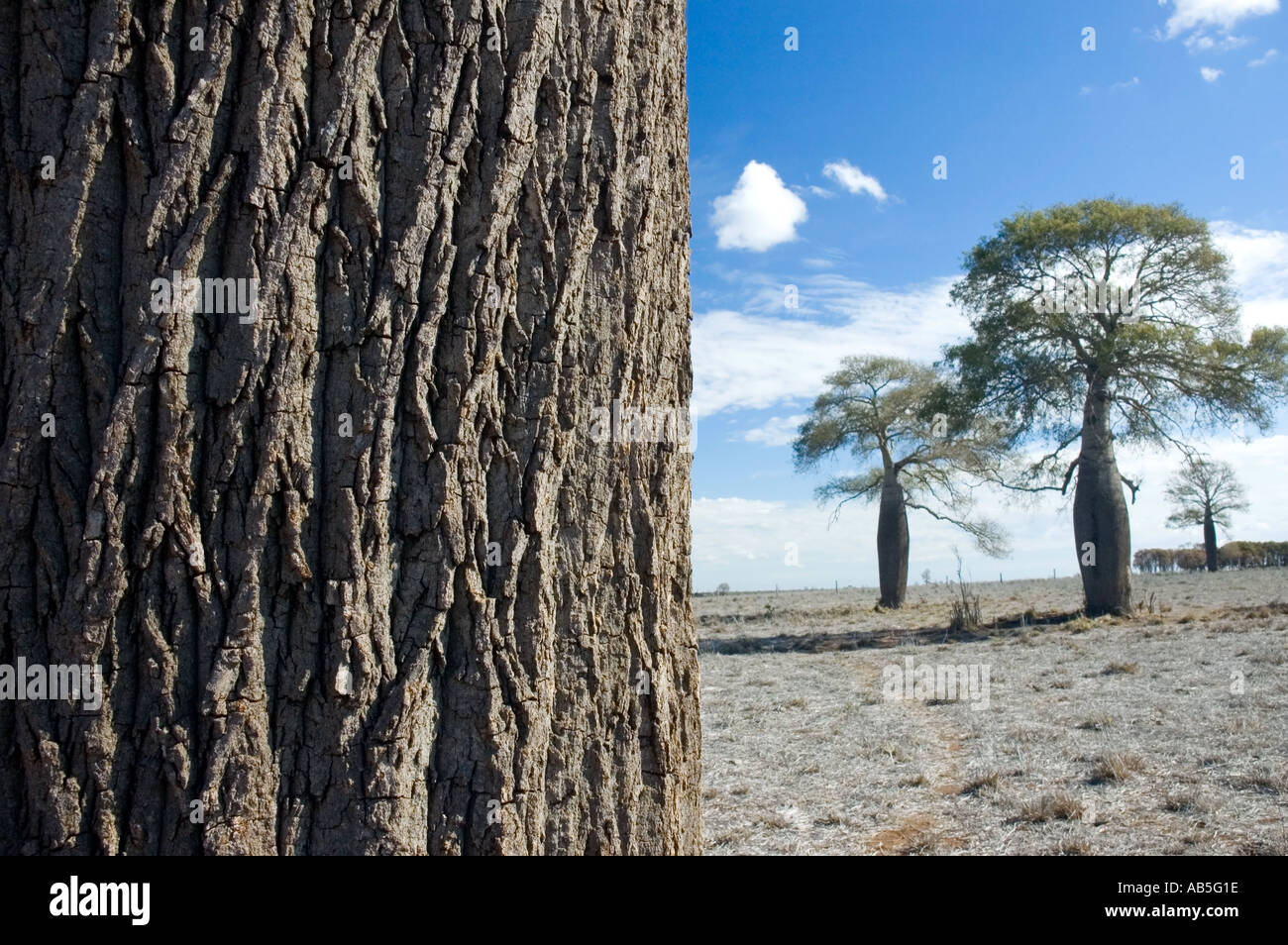 Boab 3558 Australian Bottle Tree Brachychiton rupestre Stock Photo Alamy