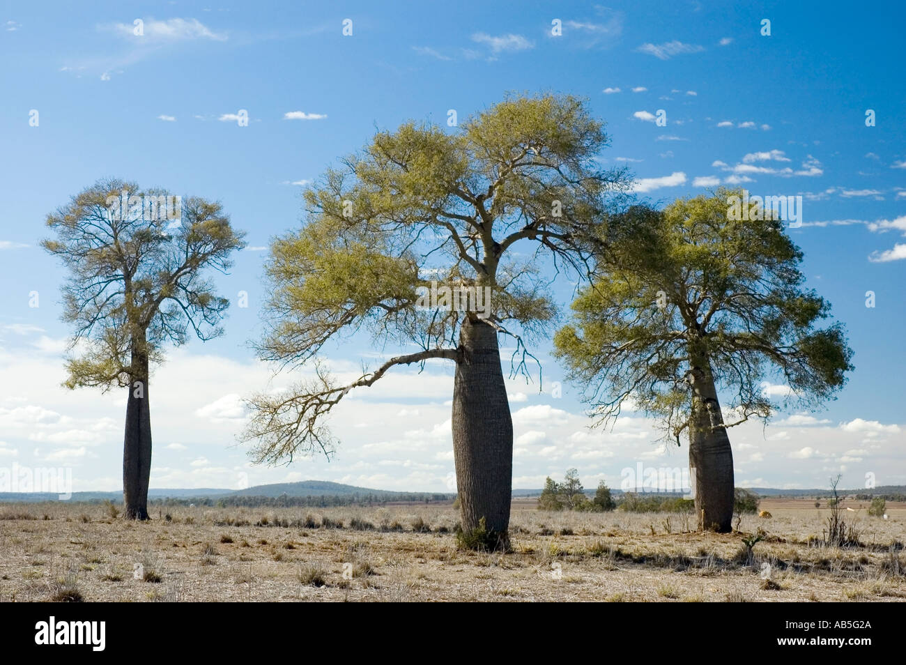 Boab 3562 australian bottle tree hires stock photography and images