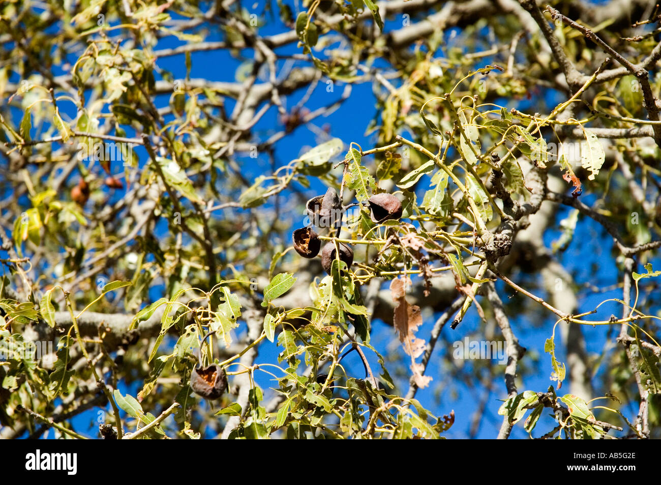 Boab Australian Bottle Tree Brachychiton rupestre Stock Photo Alamy