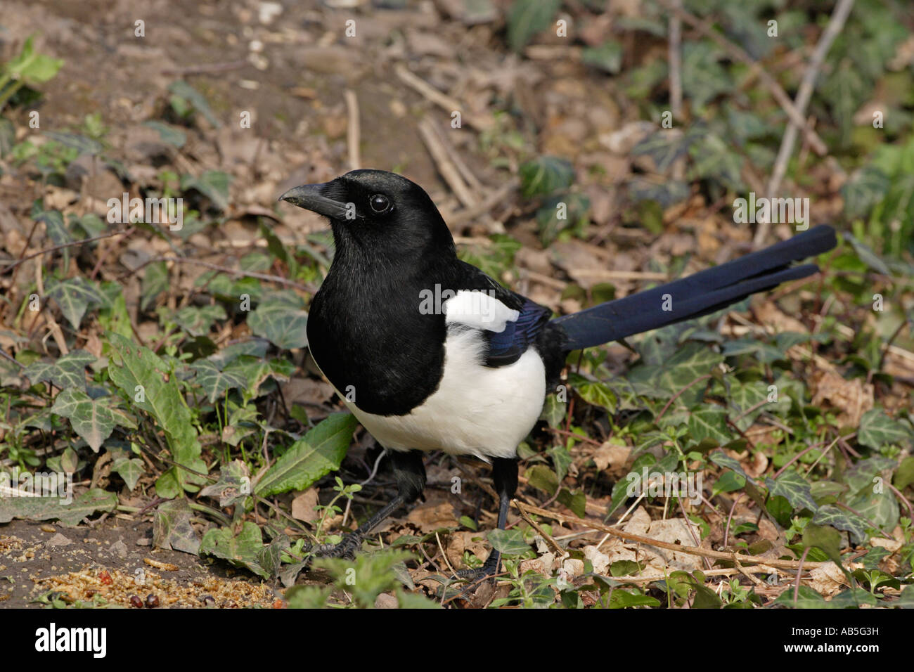 Wisconsin Magpie Magpie bird hi-res stock photography and images - Alamy