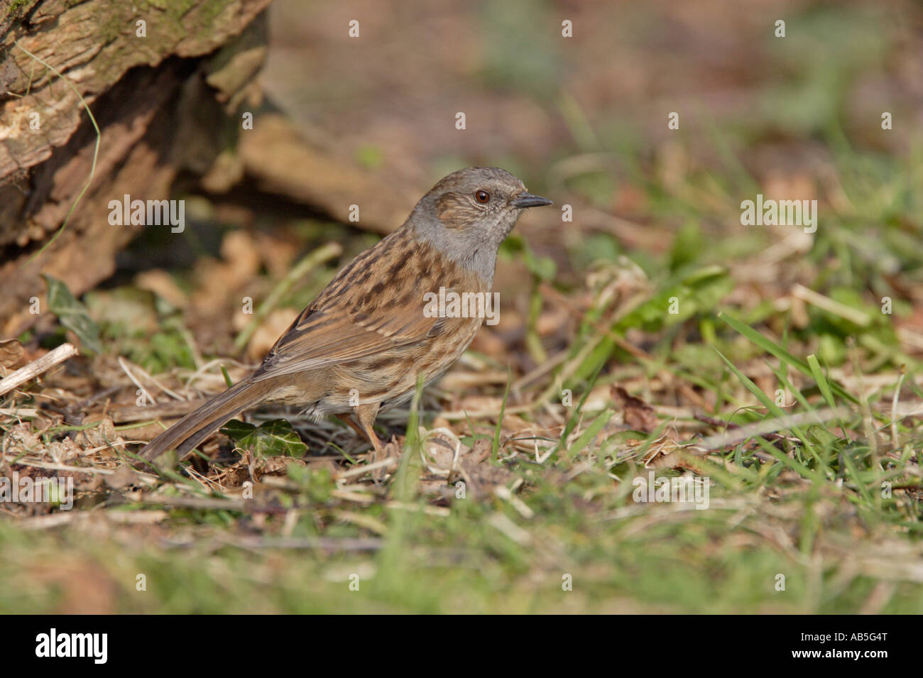 Dunnock Stock Photo