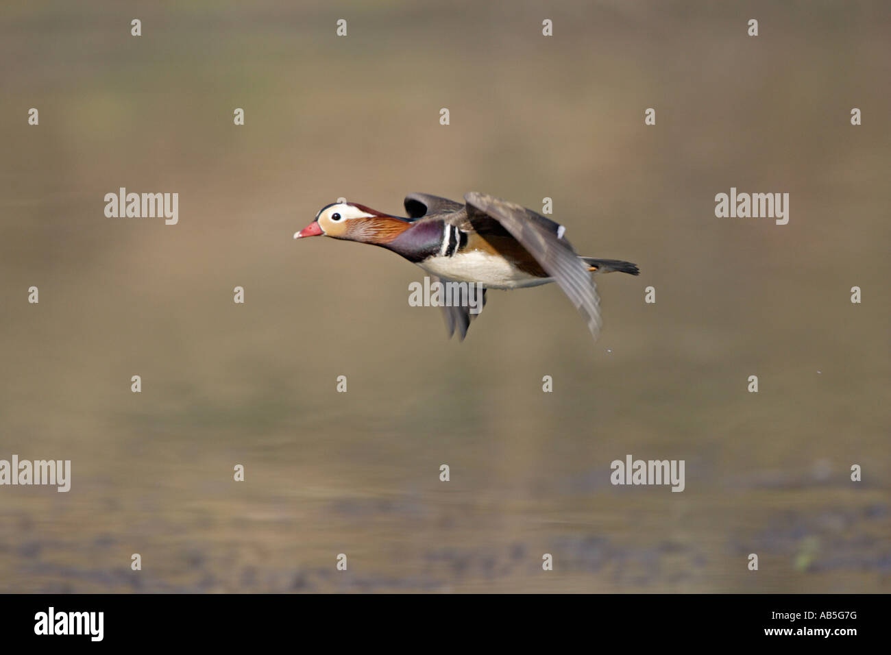 Mandarin Duck in flight Stock Photo Alamy