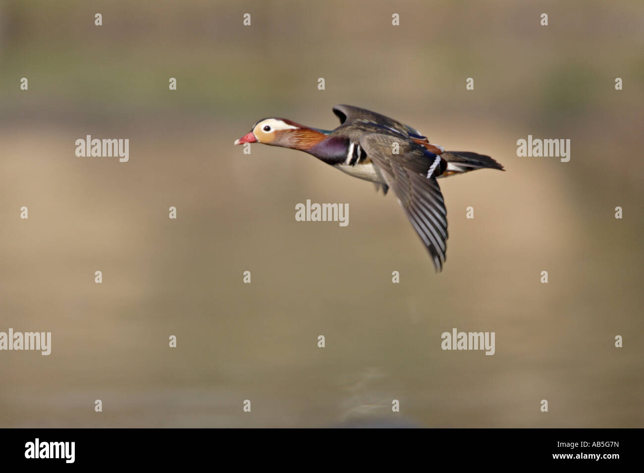 Mandarin Duck in flight Stock Photo Alamy