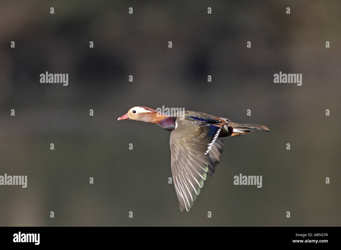 Mandarin Duck in flight Stock Photo Alamy