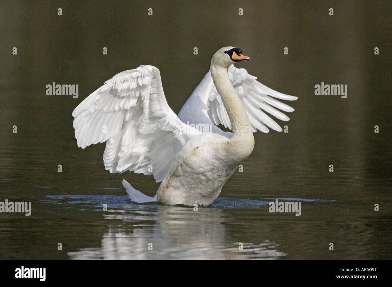 Mute Swan flapping wings Stock Photo Alamy