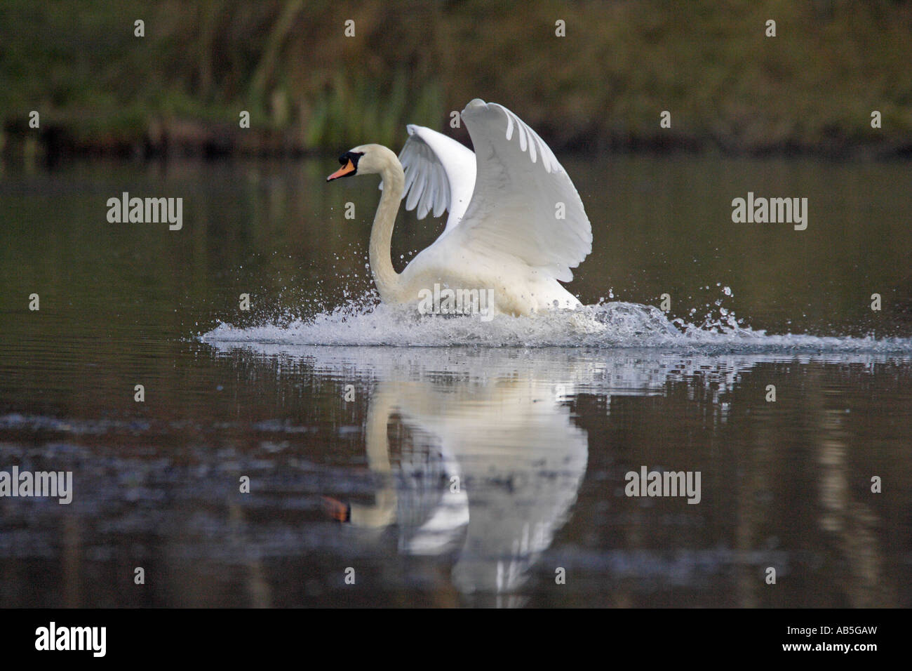 Mute Swan landing Stock Photo Alamy