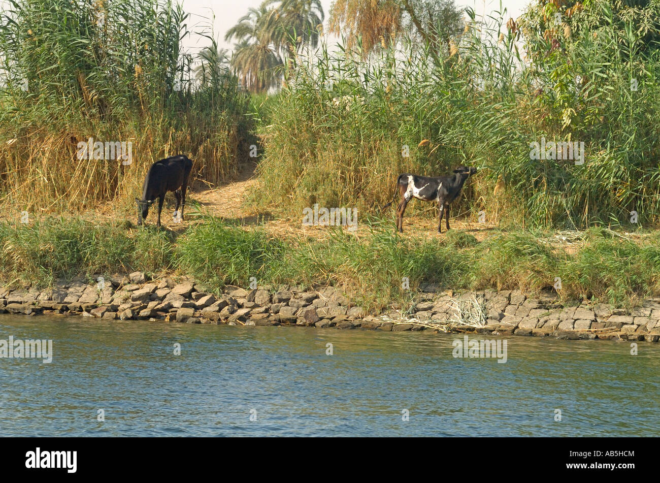 Farm animals - Ox on the banks of the River Nile, Egypt, as seen from a luxury modern tourist cruise boat Stock Photo - Alamy Farm animals - Ox on the banks of the River Nile, Egypt, as seen from a luxury modern tourist cruise boat Stock Photo - Alamy