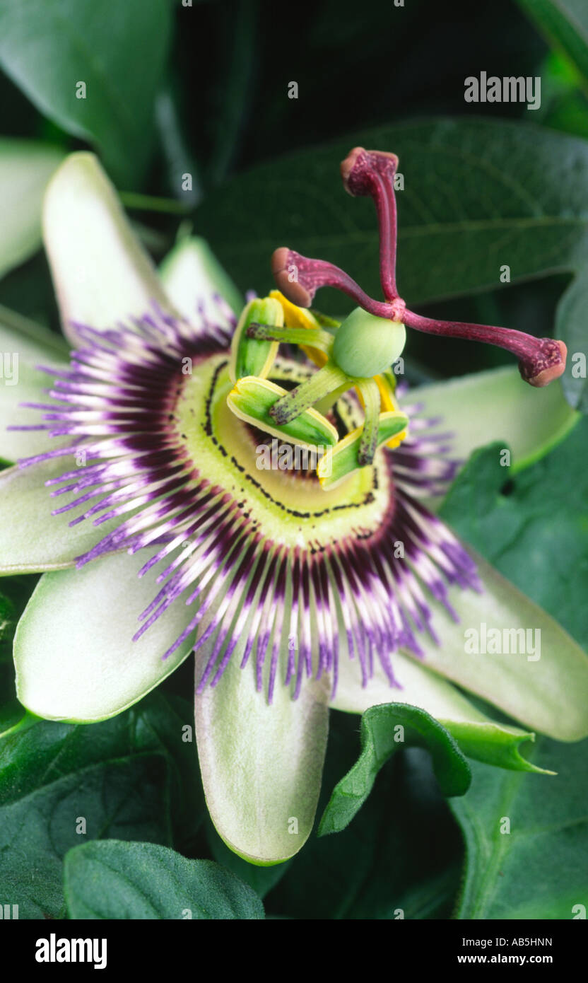 Passion flower Genus Passiflora Species caerulea Dumfries Scotland UK