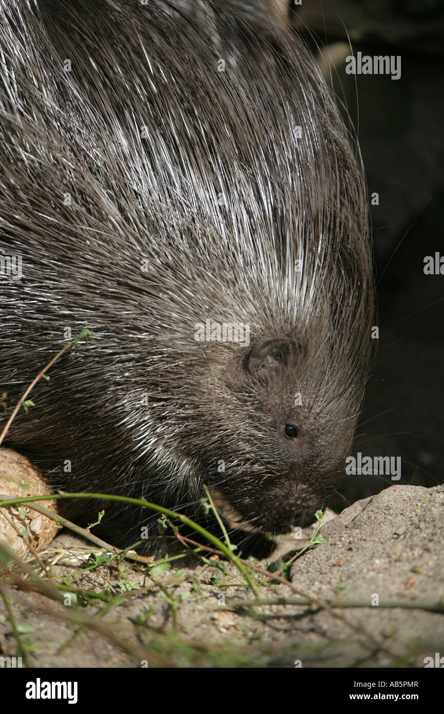 Indian crested porcupine - Hystrix leucura Stock Photo