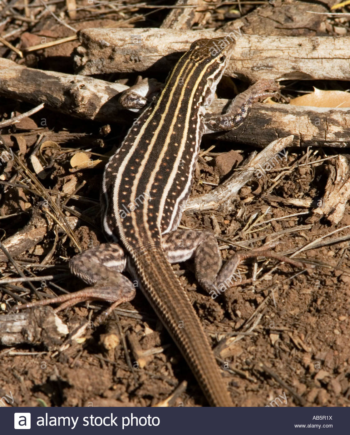 Whiptail Lizard, New Mexico High Resolution Stock Photography and