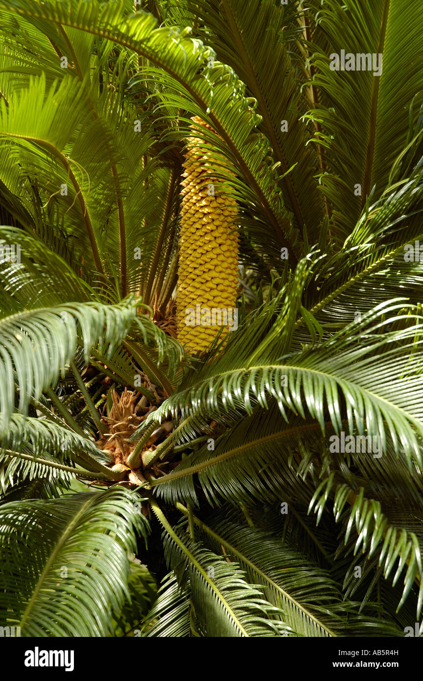 Cycas revoluta, sago palm Stock Photo