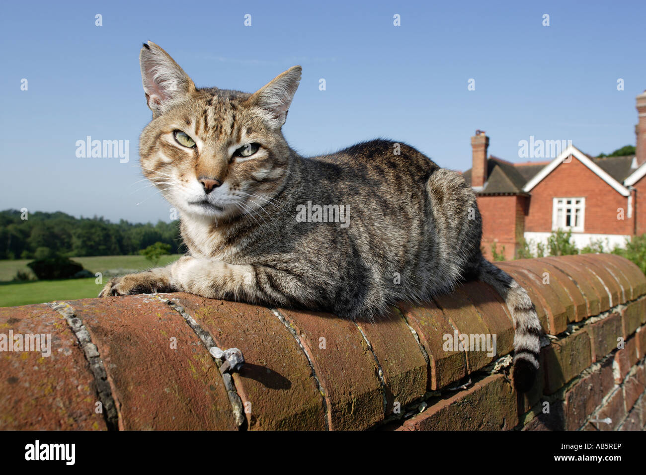 Tabby cat sitting on top of a brick wall Stock Photo - Alamy