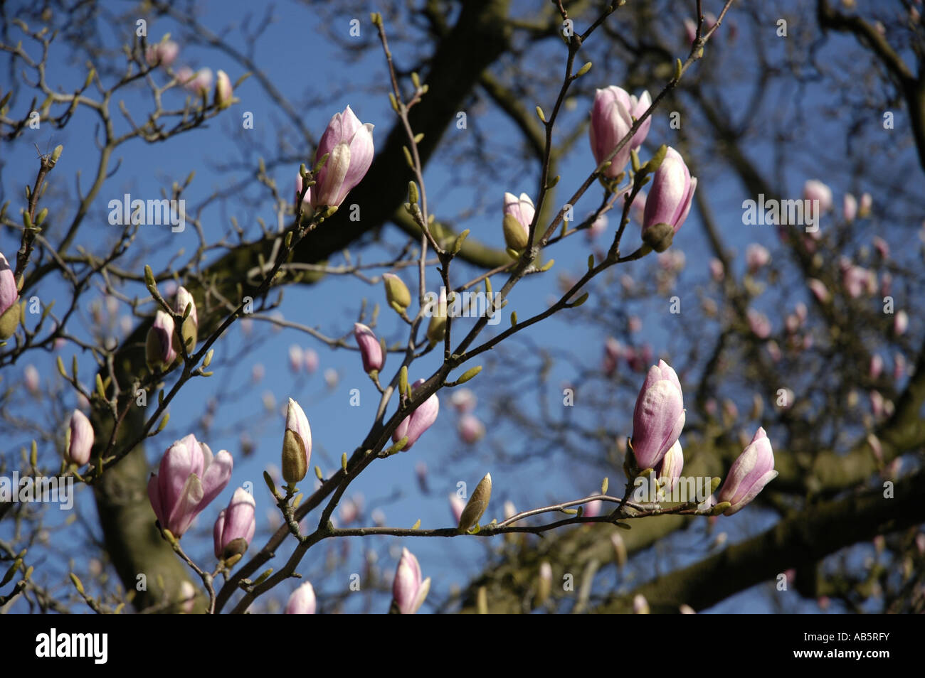 Budding magnolia branch hi-res stock photography and images - Alamy