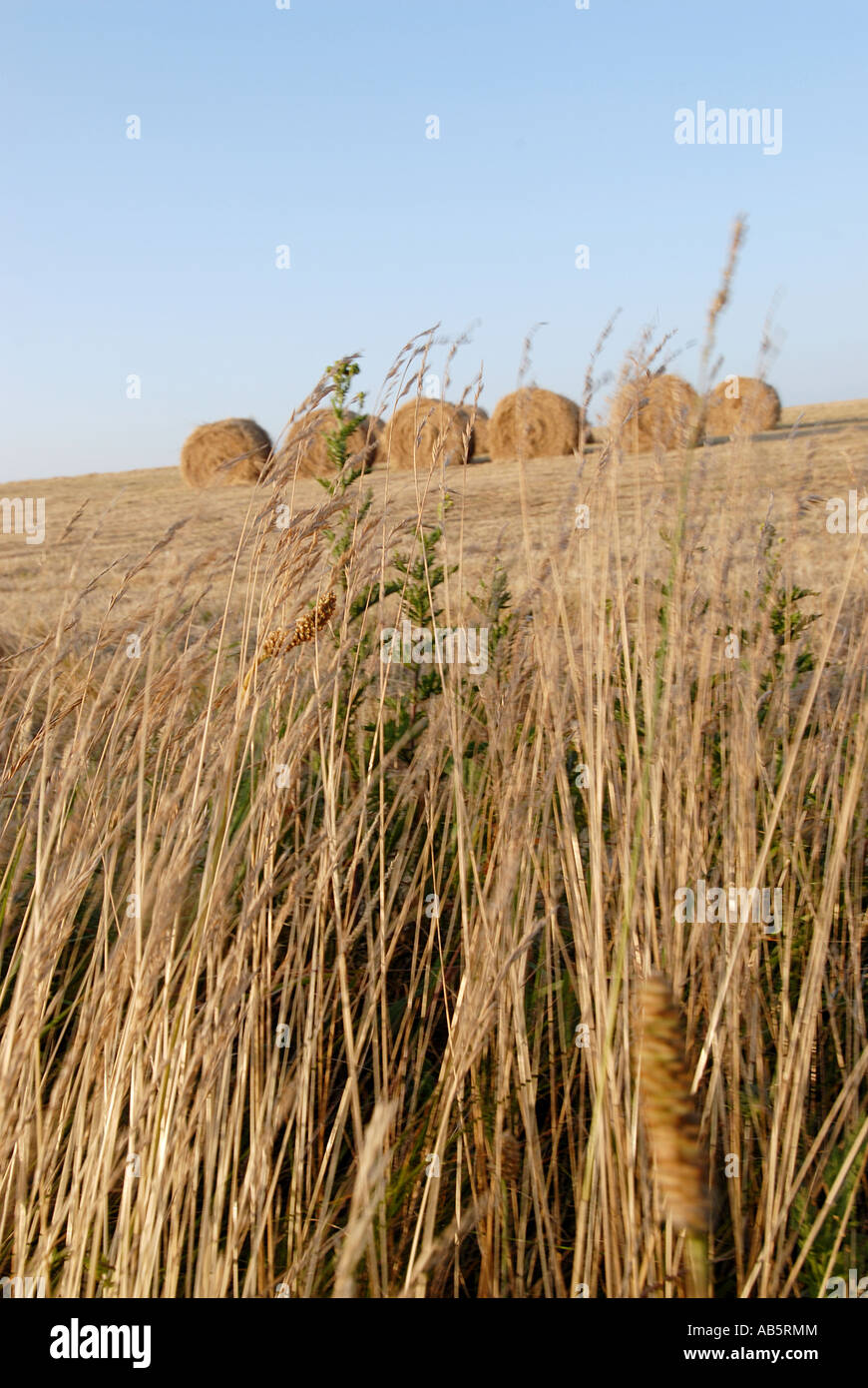 Dry grass field hi-res stock photography and images - Alamy