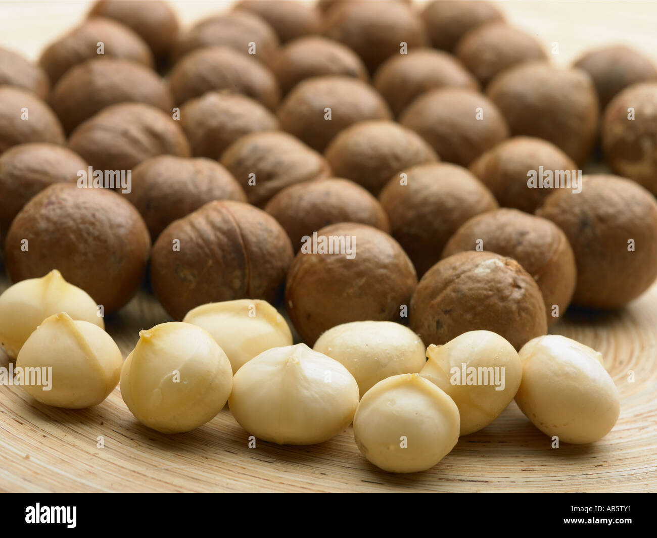 macadamia australian nut queensland nut Macadamia integrifolia shelled