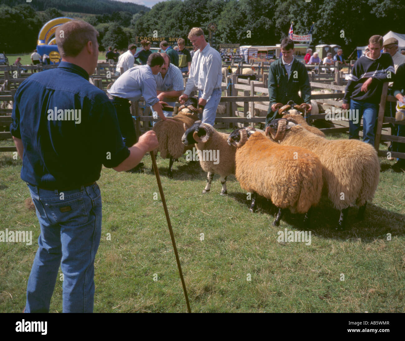 Tups being judged at Falstone Agricultural Show, Falstone village, Northumberland, England, UK. Stock Photo