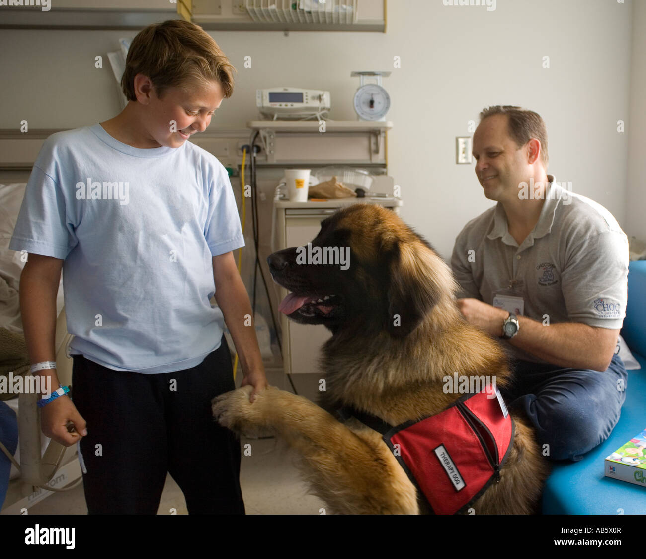 A boy patient at a childrens hospital is entertained by a specially trained 'therapy dog.' Stock Photo