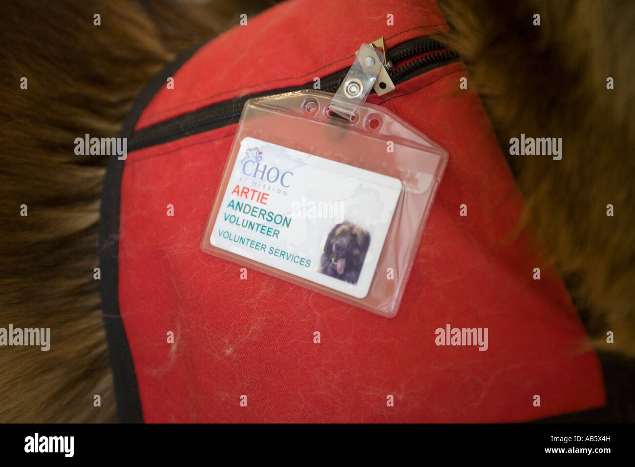 A specially trained therapy dog has his own official volunteer badge wheh he visits a childrens hospital in Mission Viejo CA The Stock Photo