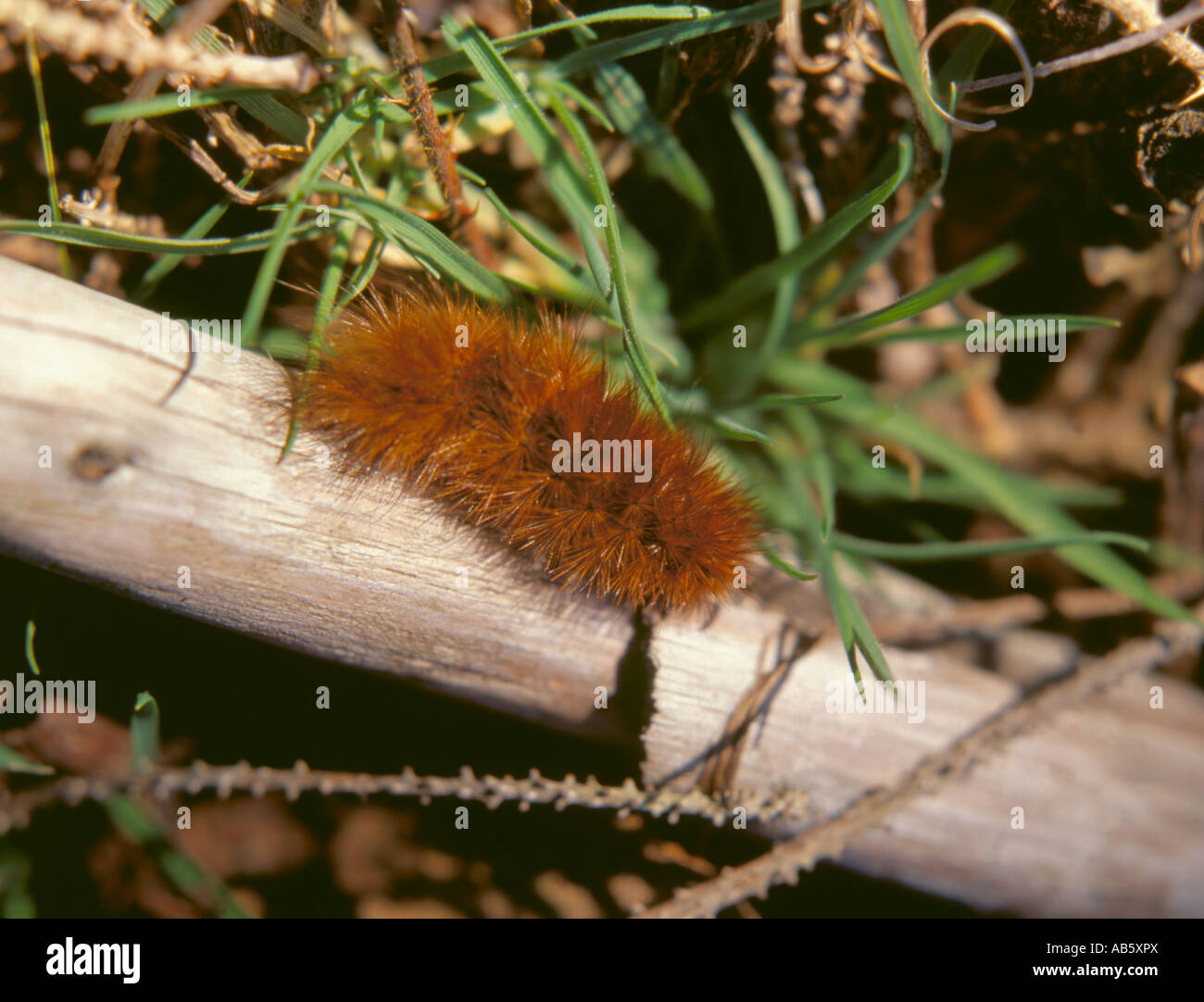 Caterpillar of the Garden Tiger Moth (Arctia caja). Caterpillars are also known as woolly bears
