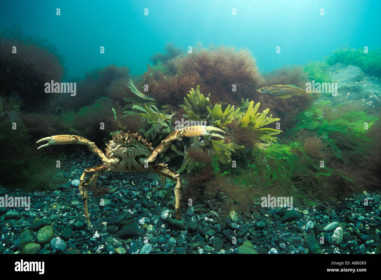 Spider crab underwater in defensive aggressive posture concept Stock Photo Alamy