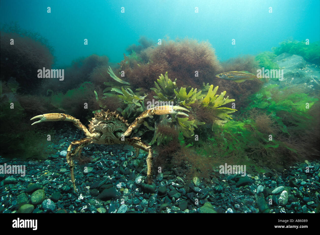 Spider crab underwater in defensive aggressive posture concept Stock Photo