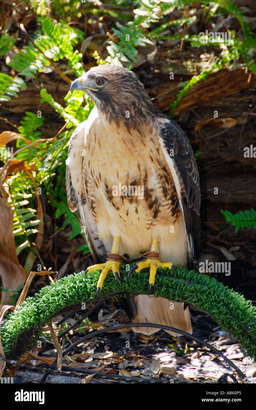 Red Tail Hawk Birds of Prey Lowry Park Zoo Tampa Florida FL voted the number one zoo in the
