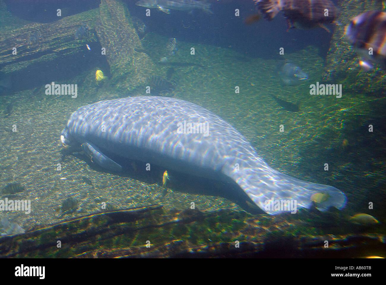 Manatee tour hires stock photography and images Alamy