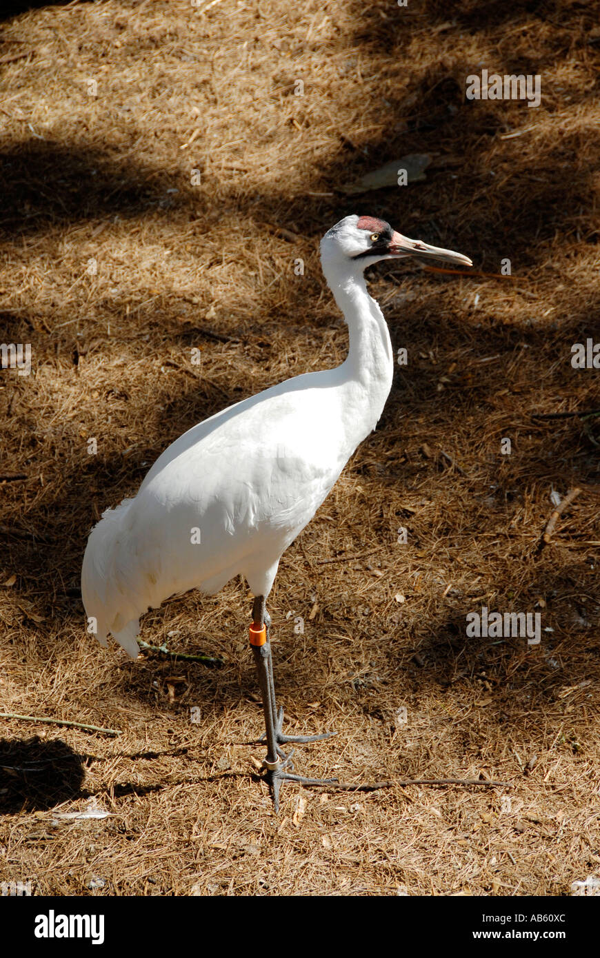 Whooping Crane Lowry Park Zoo Tampa Florida FL voted the number one zoo in the United States Stock Photo