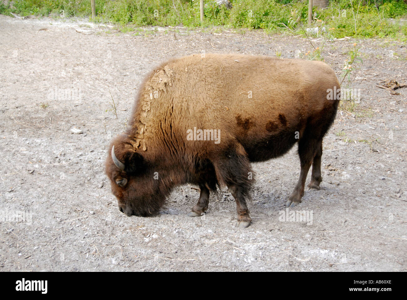 Buffalo Bison Lowry Park Zoo Tampa Florida FL voted the number one zoo in the United States