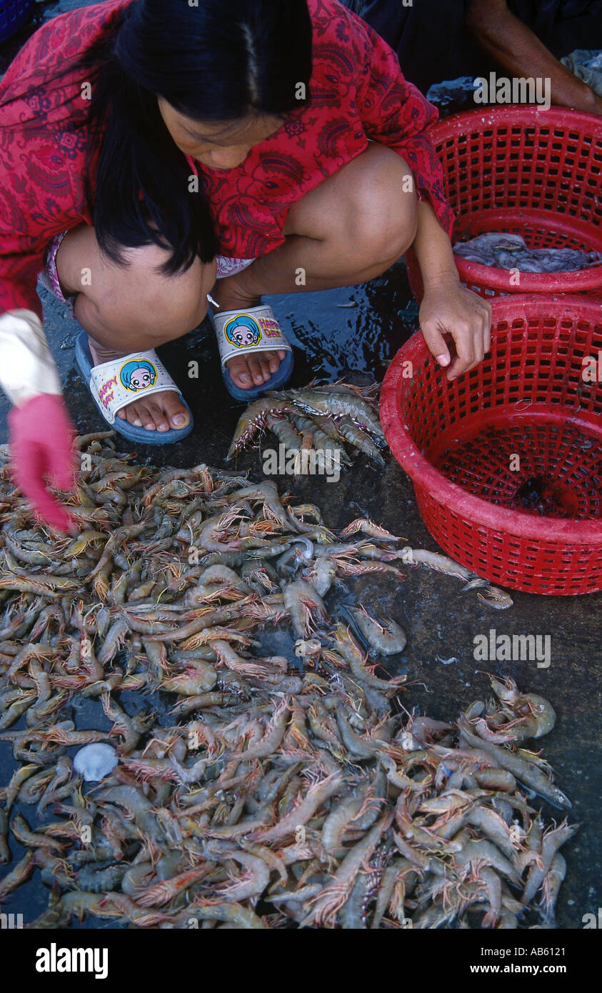 THAILAND South Hua Hin Fishing Town on Gulf Coast Woman sorting fresh